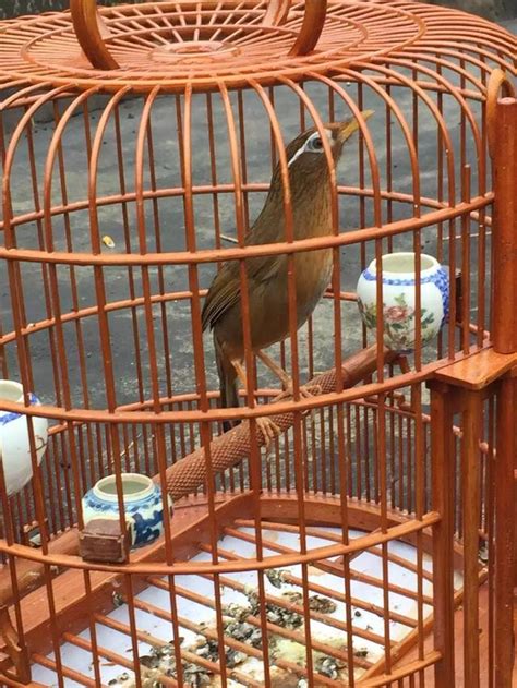 養鳥的人個性|【養鳥的人】養鳥的人暗藏什麼性格特質？揭秘與愛鳥性格的驚人。